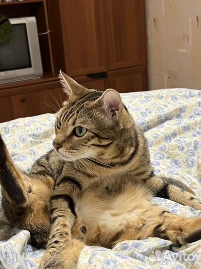 Бенгальский кот в добрые руки