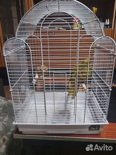 Попугай Какарик