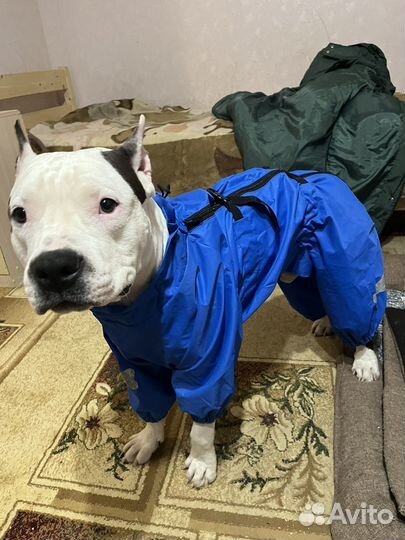 Дождевик для собак