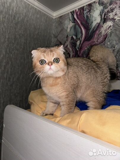 Кот вязка