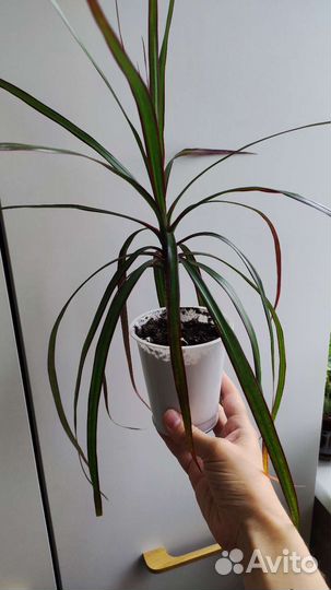 Драцена маргината, пальма