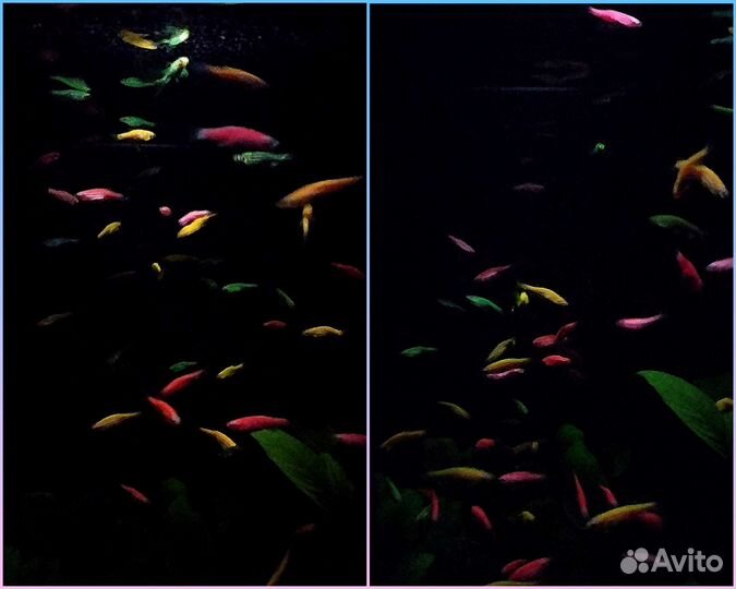 Рыбки данио гло