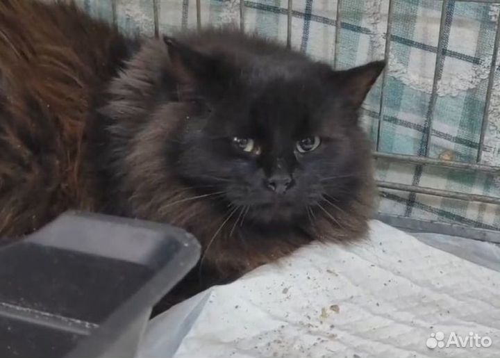 Котик в добрые руки