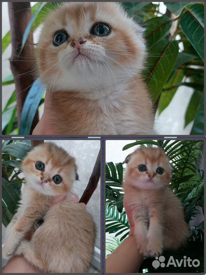 Шотландские шиншиллы