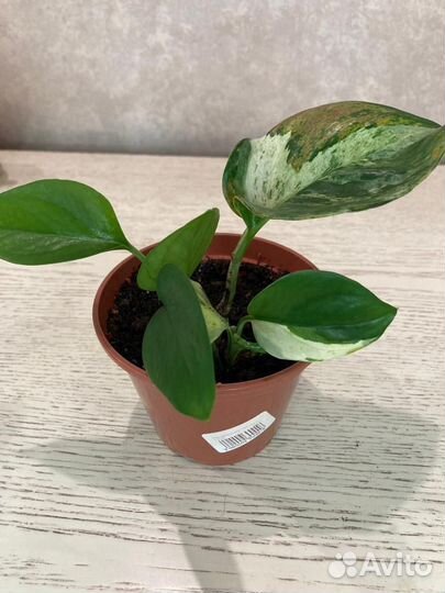 Комнатные растения