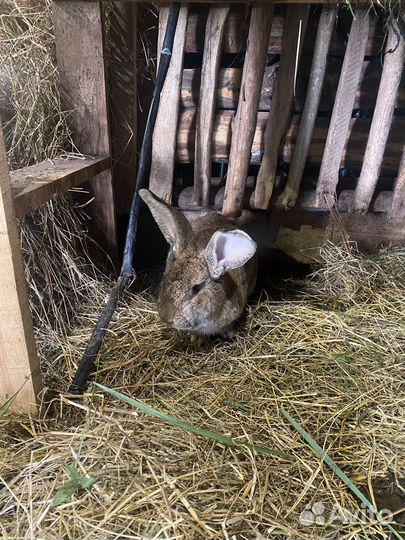 Кролики породы Фландр