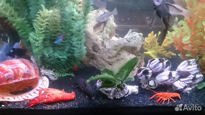 Рак калифорнийский (флоридский)