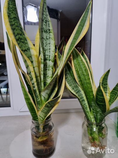 Сансевиерия