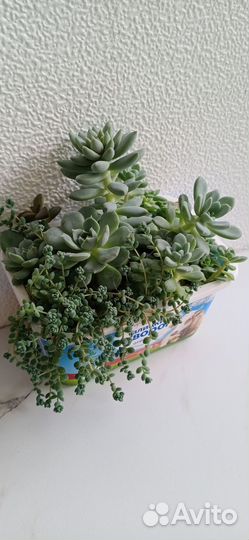 Суккуленты набор