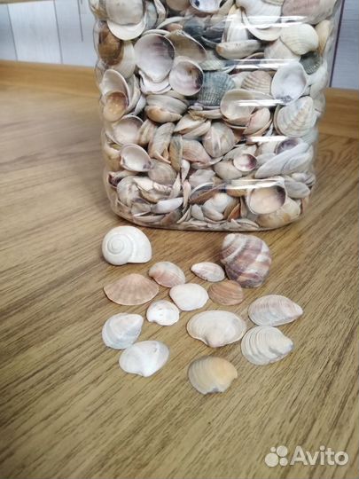 Ракушки 5 литров