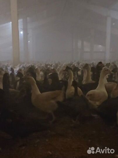 Утка Мускусная индоутка французская Гримо