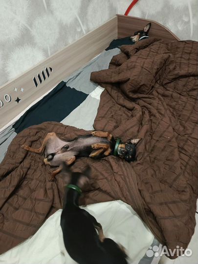 Мини той-терьер вязка