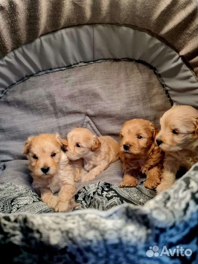 Мальтипу f1 mini