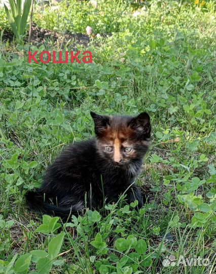 Котята в добрые руки бесплатно