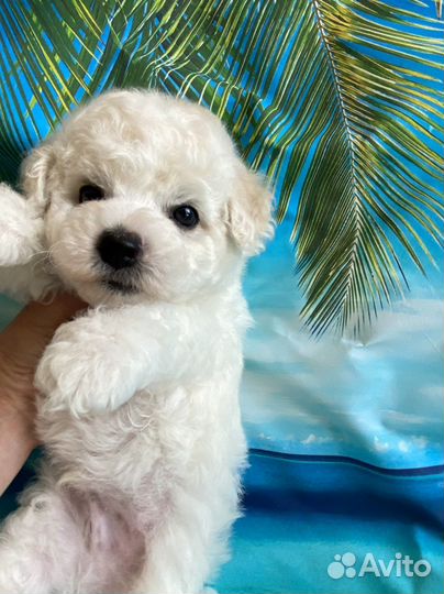 Щенки Бишон фризе