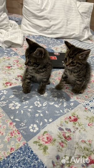 Милые маленькие котята