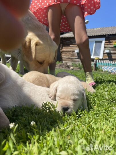 Щенки Лабрадора