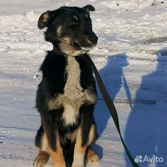 Дина ищет дом