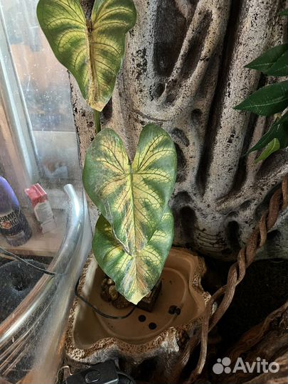 Террариум Exo terra 45x45x90