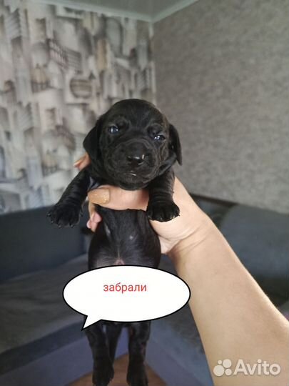 Щенки мини таксы осталась 1 девочка