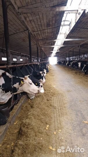 Животноводческая ферма продаю
