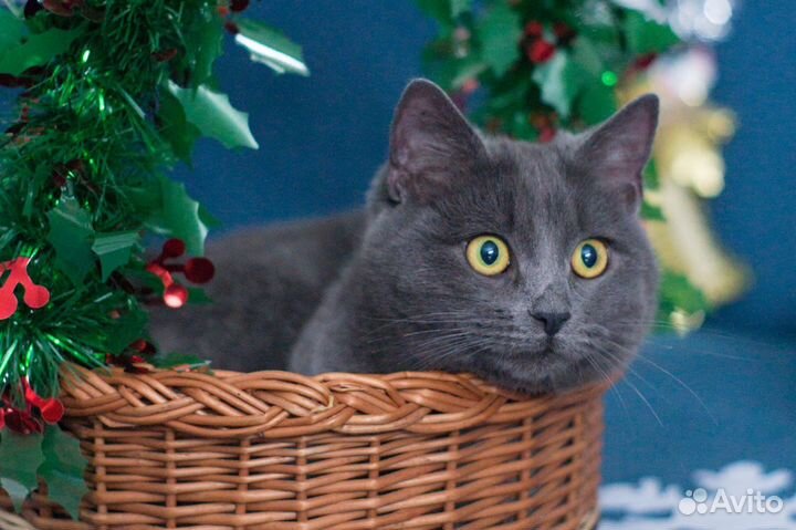 Котик в добрые руки