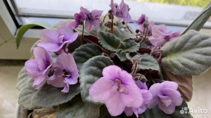 Фиалка узамбарская