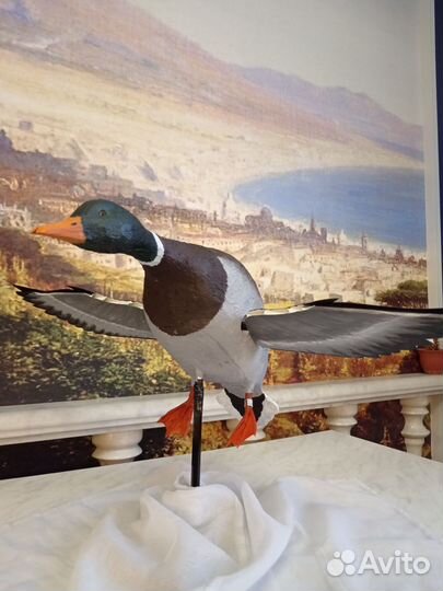 Селезень утки