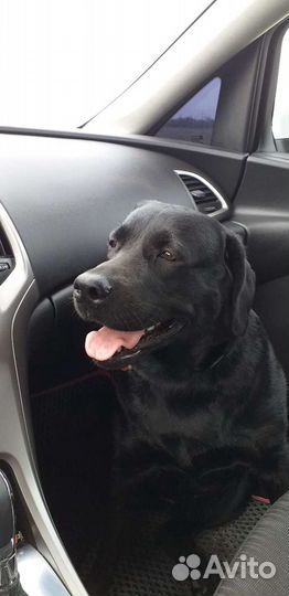 Передержка собак