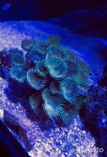 Морские кораллы Живые