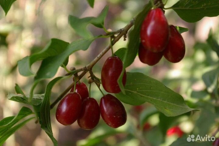 Саженцы кизила Семен