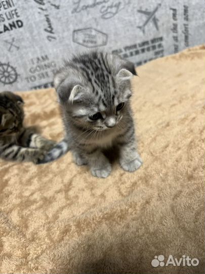 Шотландские вислоухие котята