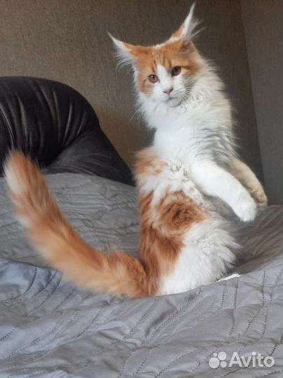 Кошечка Мейн кун