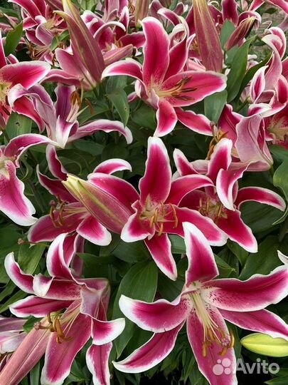 Лилии луковицы