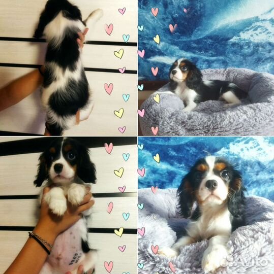 Кавалер кинг чарльз спаниель РКФ