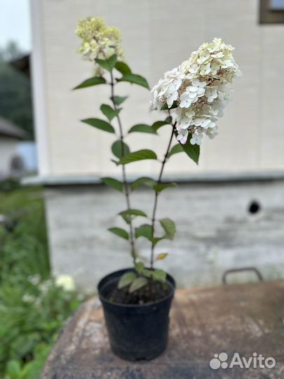 Гортензия метельчатая самарская лидия