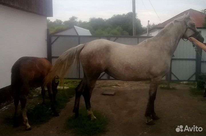 Орловская кобыла с жеребенком