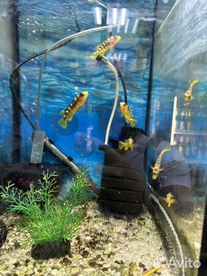 Малавийские цихлиды