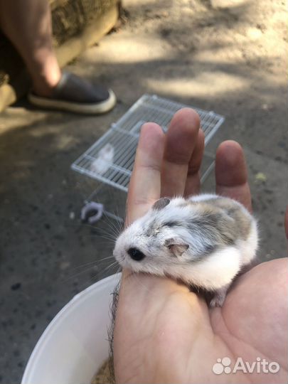 Джунгарский хомяк