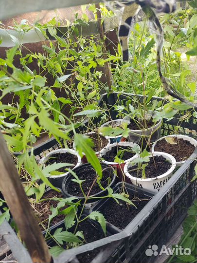 Клематисы княжики