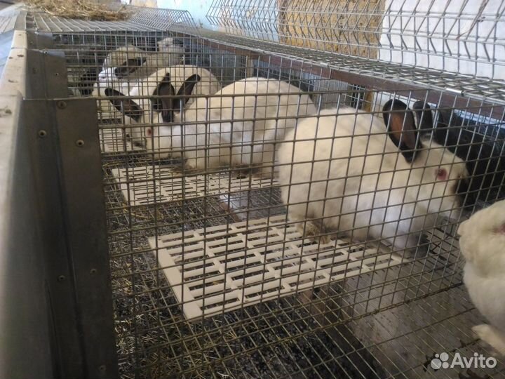 Мясо кролика