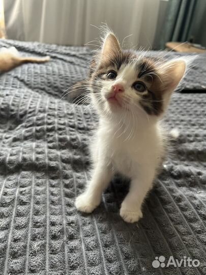 Отдам в добрые руки котят