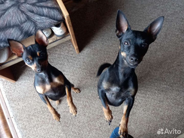 Той-терьер щенки