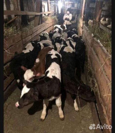 Телята бычки