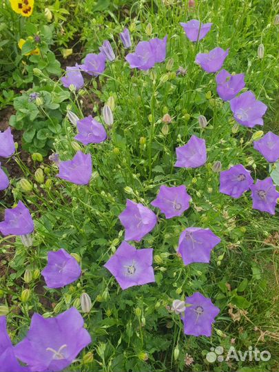 Колокольчик растение