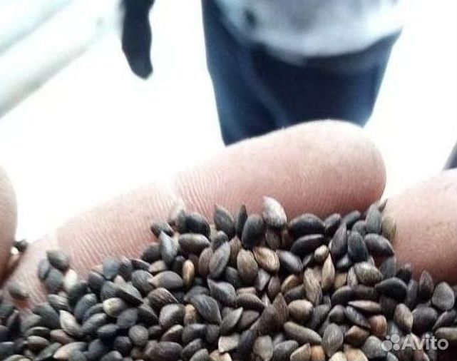 Семена сосны обыкновенной