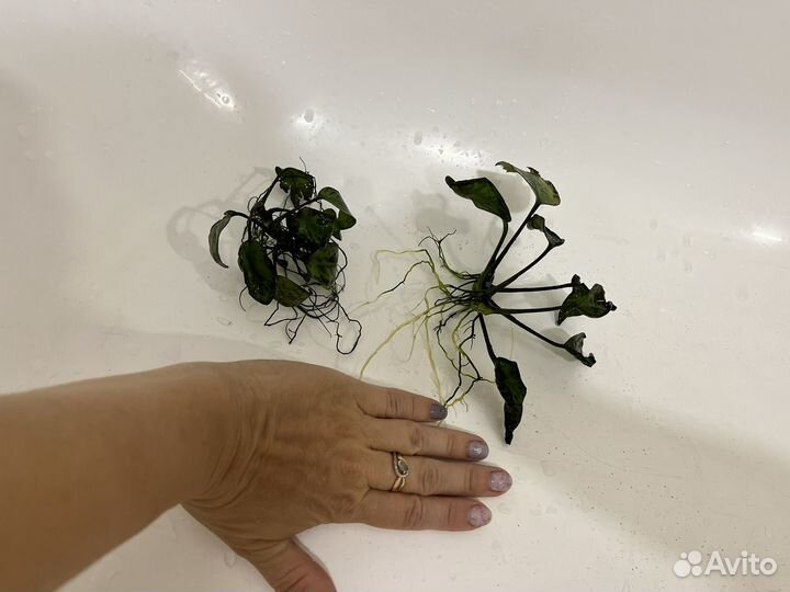 Аквариумные водоросли