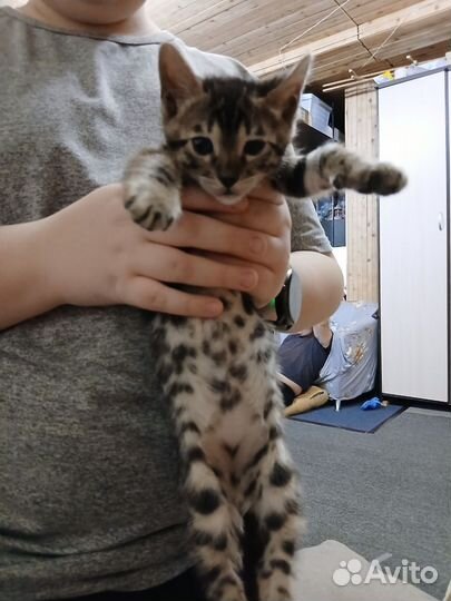 Бенгальский котенок
