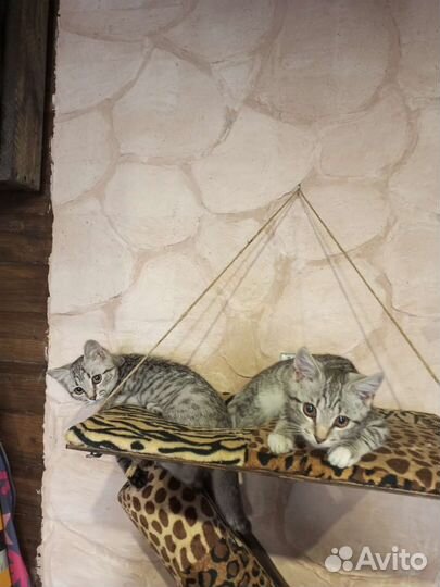 Кошечка от мышеловов