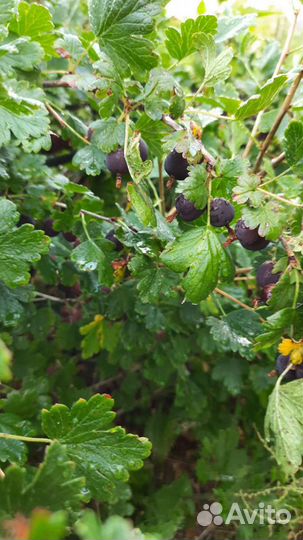 Крыжовник ягоды